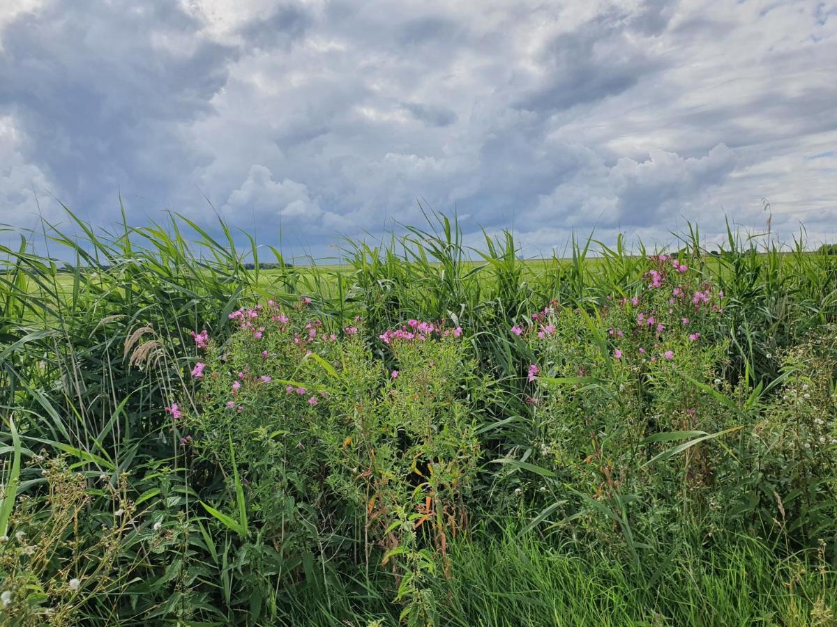 Moewennest Tossens Buitenkant foto